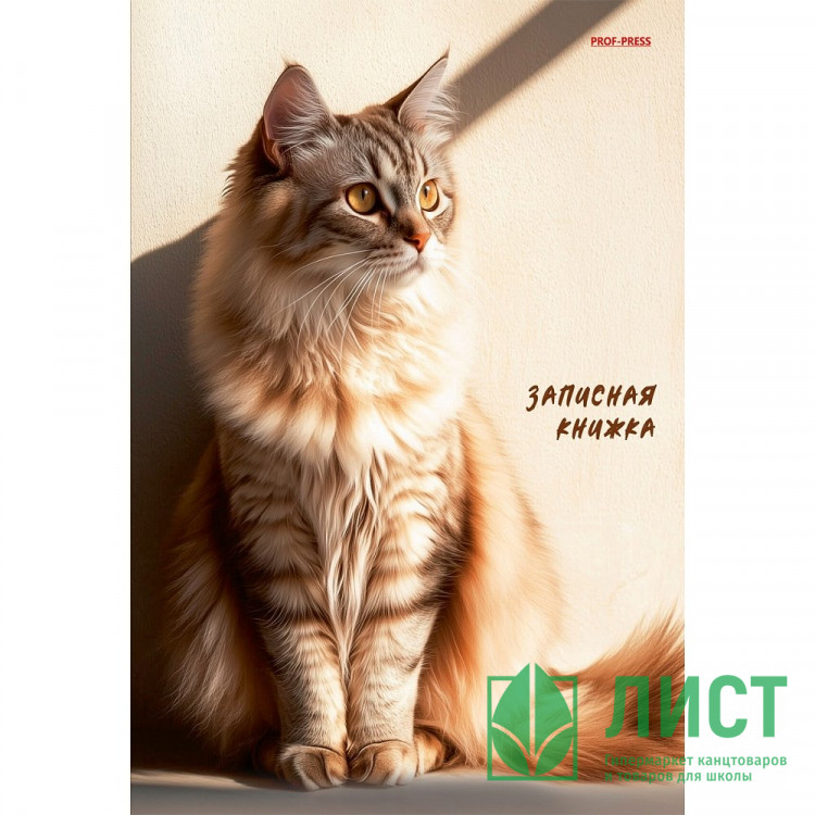 Записная книжка А5 твердая обложка 80 листов (Prof-Press) Рыжий кот в лучах солнца глянцевая ламинация арт.80-7581