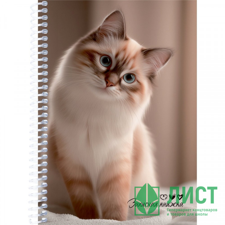 Записная книжка А5 мягкая обложка на спирали 80 листов (Prof-Press) Милые коты -7 арт.ЗК80-3013