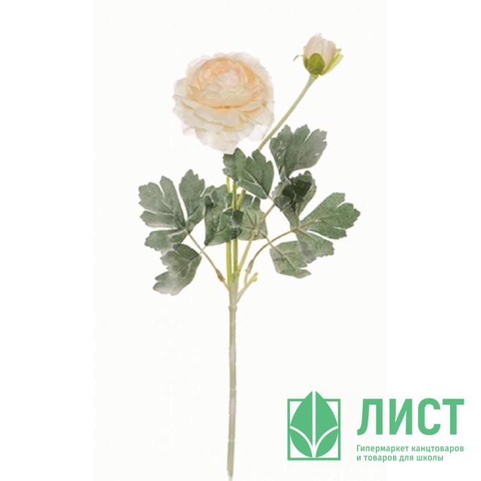 Цветок Ранункулюс