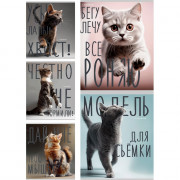 Тетрадь А5 клетка 96 листов скоба (Prof-Press) Котики и надписи цветная мелованная обложка лен ассорти арт.96-8847